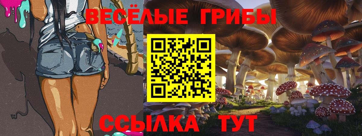 Галлюциногенные грибы Psilocybine cubensis Торжок